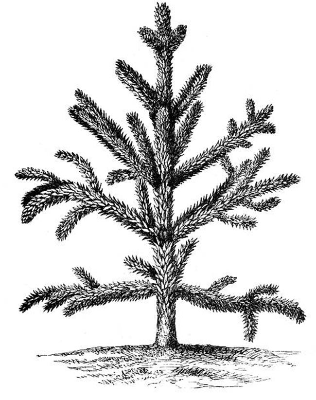 desenhos de Araucaria para imprimir 2
