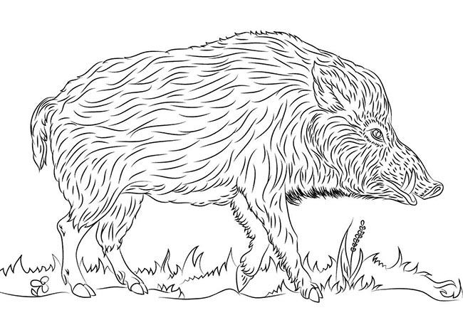 desenhos de Javali para colorir 2 desenhos de Javali para colorir 2