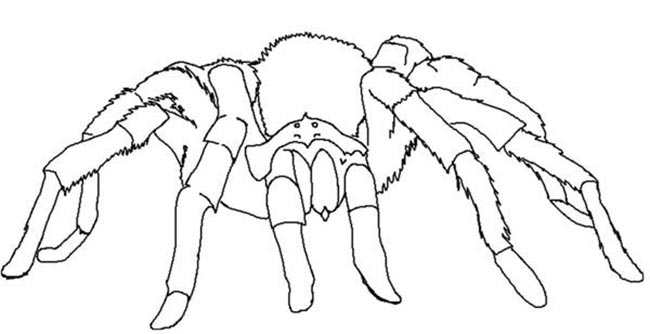 desenhos de aranha 1