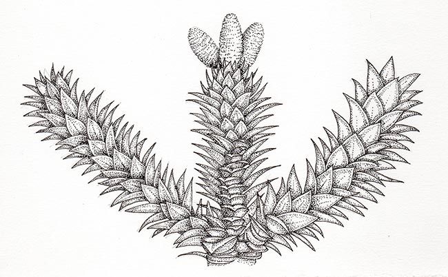desenhos para colorir 3