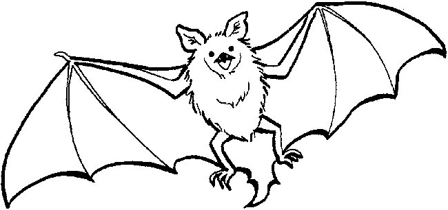 desenhos para criancas de animais 2 desenhos para criancas de animais 2