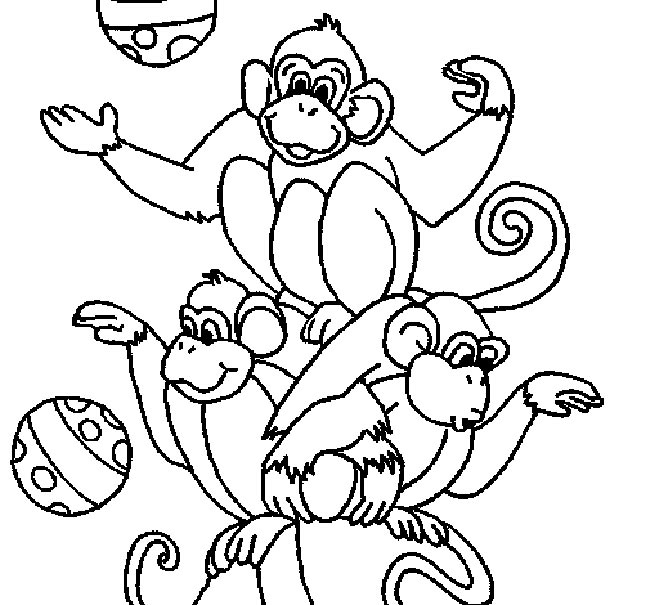 macacos