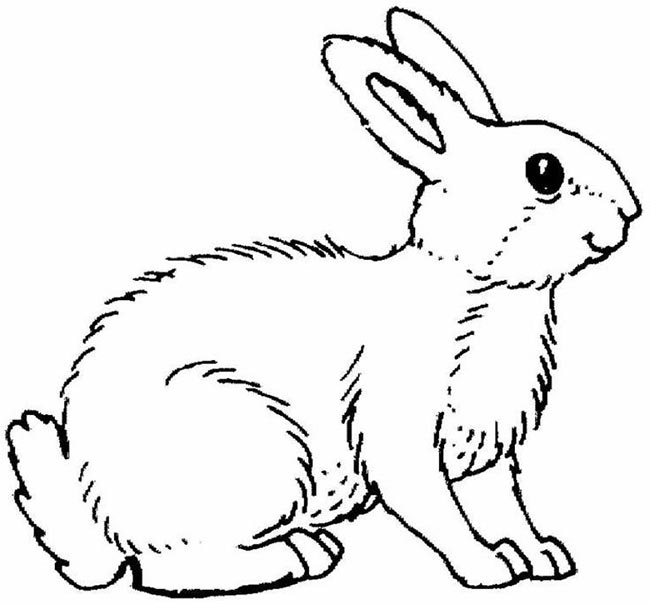 27+ Desenhos de Lebre para Imprimir e Colorir/Pintar
