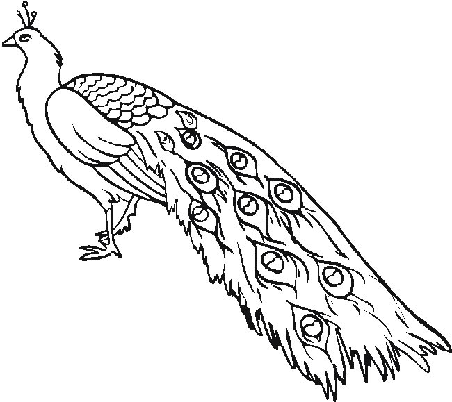pavao