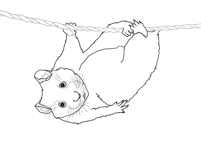 rato rato