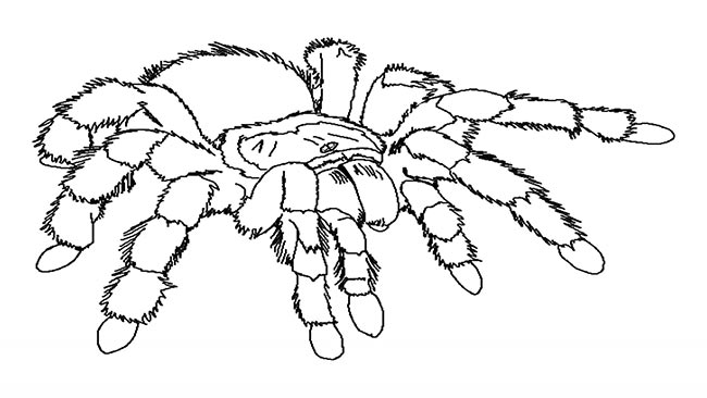 tarantula 1 tarantula 1