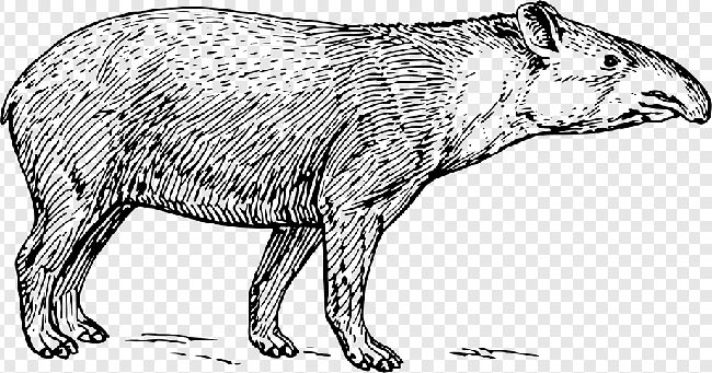 vetores de animais 3 1 vetores de animais 3 1