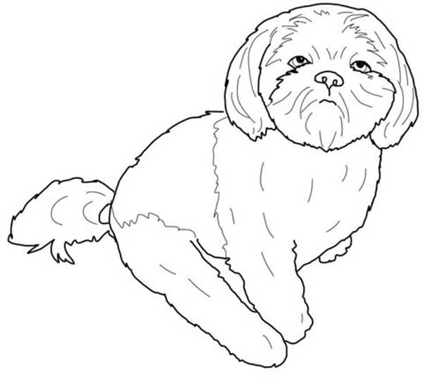 Shih Tzu