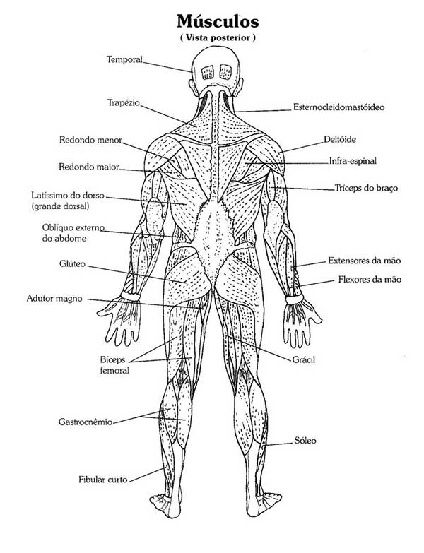 Sistema Muscular