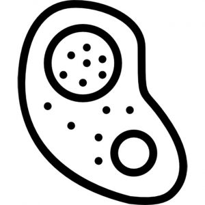 21+ Desenhos de Célula Eucarionte para Imprimir e Colorir