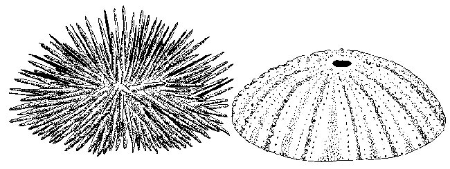 desenho de ourico 2