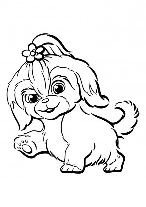 desenhos de Shih Tzu para colorir