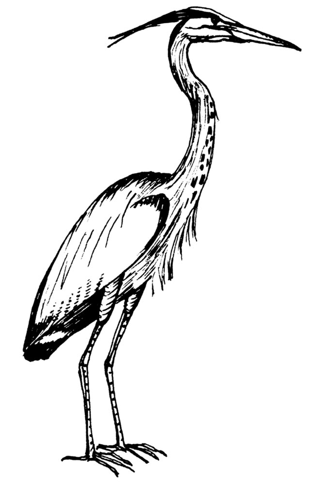 desenhos de garca 2 desenhos de garca 2