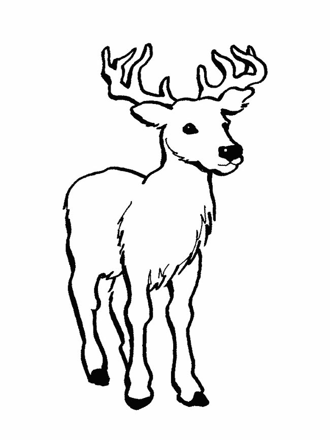 desenhos de veado para imprimir 2