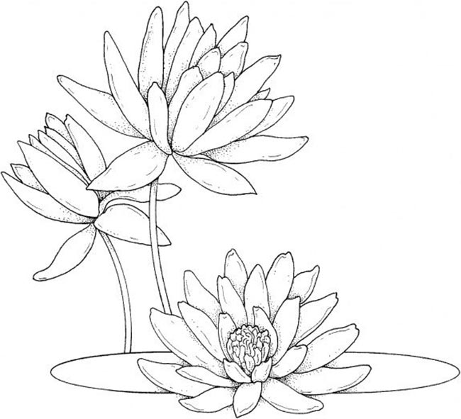 lirios para colorir 2