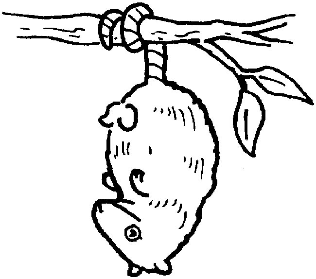 desenhos de gamba para imprimir 1 desenhos de gamba para imprimir 1