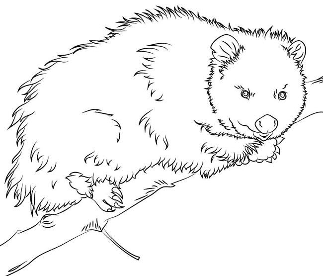 desenhos de gamba para pintar 2 desenhos de gamba para pintar 2
