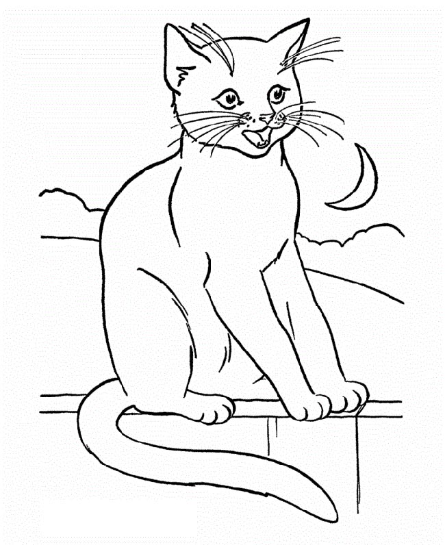 gato preto 3 2 gato preto 3 2