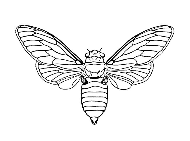 insetos para colorir 2