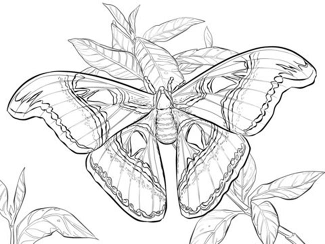 mariposa 2