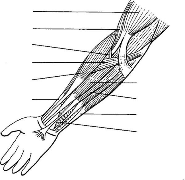 musculos 3