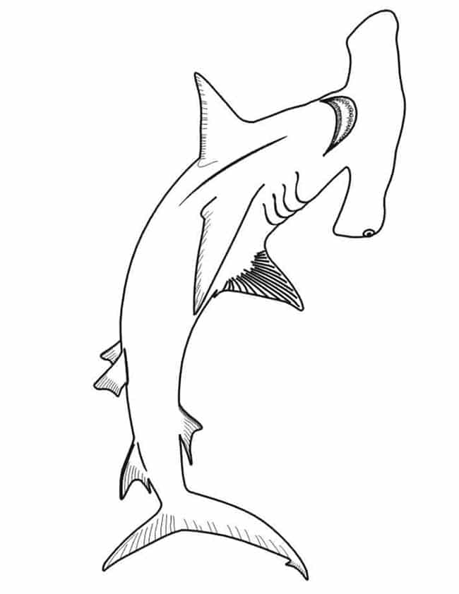 peixes carnivoros 2