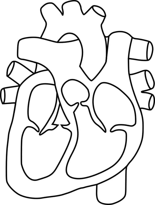 31+ Desenhos de Coração Humano para Imprimir e Colorir/Pintar