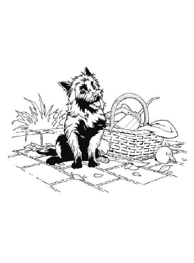 cachorro