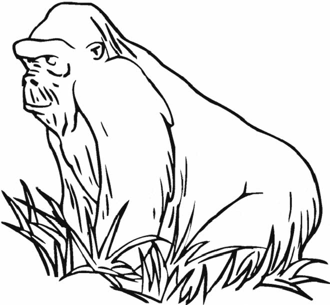 gorila 6