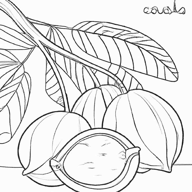 colorir cupuacu 2589113 2 colorir cupuacu 2589113 2