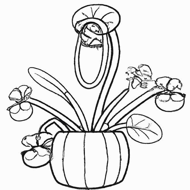 colorir plantas carnivoras 4503228 2