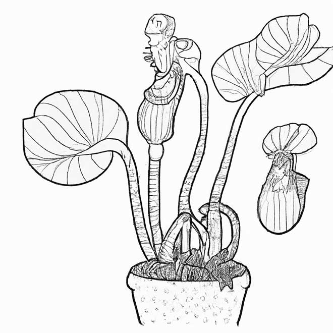 colorir plantas carnivoras 8192604 2