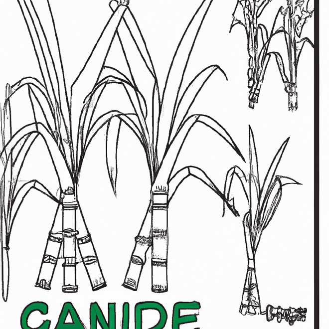 desenhos cana de acucar 4289311