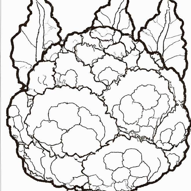 desenhos couve flor 294468 2 desenhos couve flor 294468 2