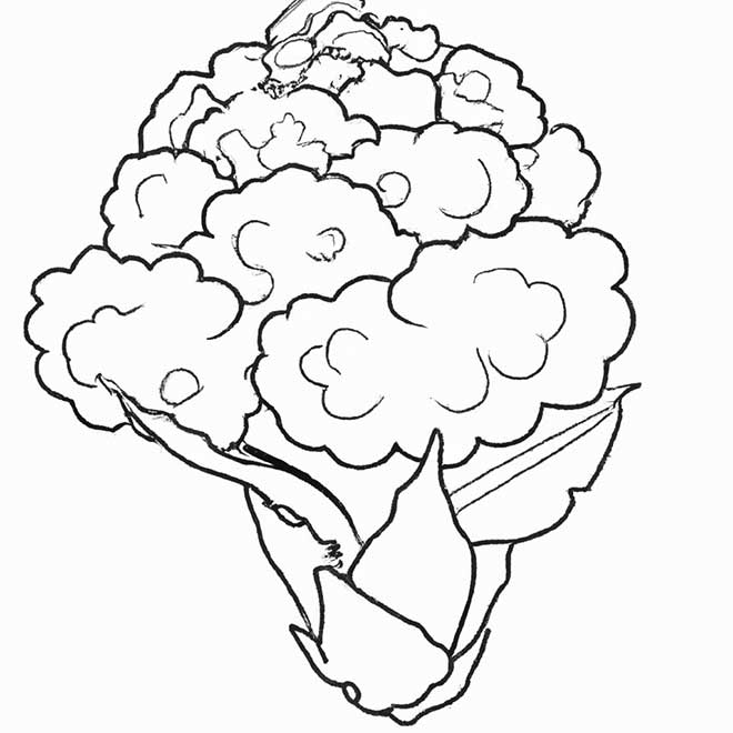 desenhos couve flor 3904742 2 desenhos couve flor 3904742 2
