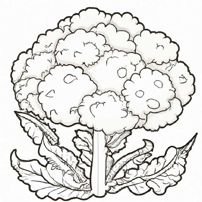 desenhos couve flor 5344473 2 desenhos couve flor 5344473 2