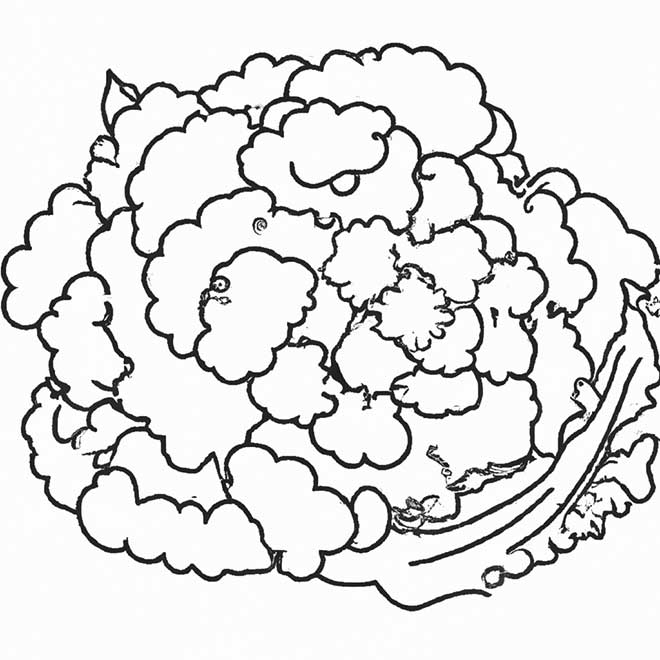 desenhos couve flor 6186925 2 desenhos couve flor 6186925 2