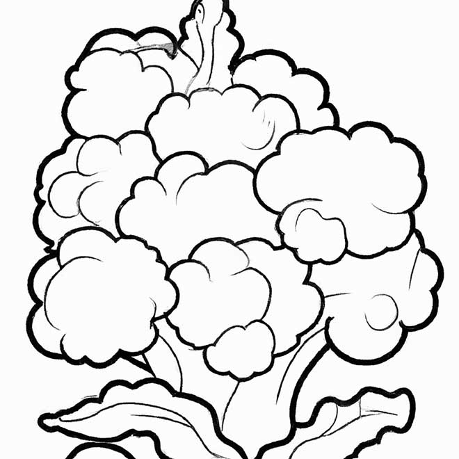 desenhos couve flor 7606273 2 desenhos couve flor 7606273 2