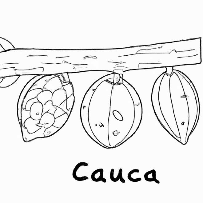desenhos cupuacu 108343 2 desenhos cupuacu 108343 2