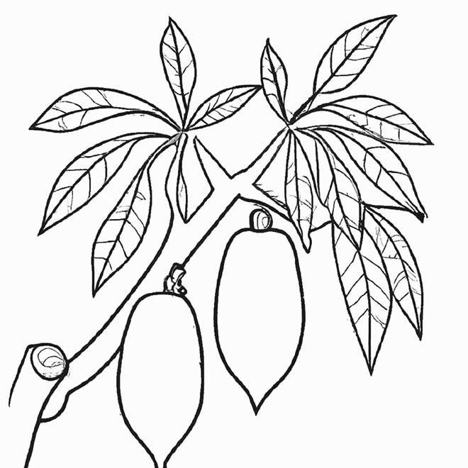 desenhos cupuacu 5096596 2 desenhos cupuacu 5096596 2