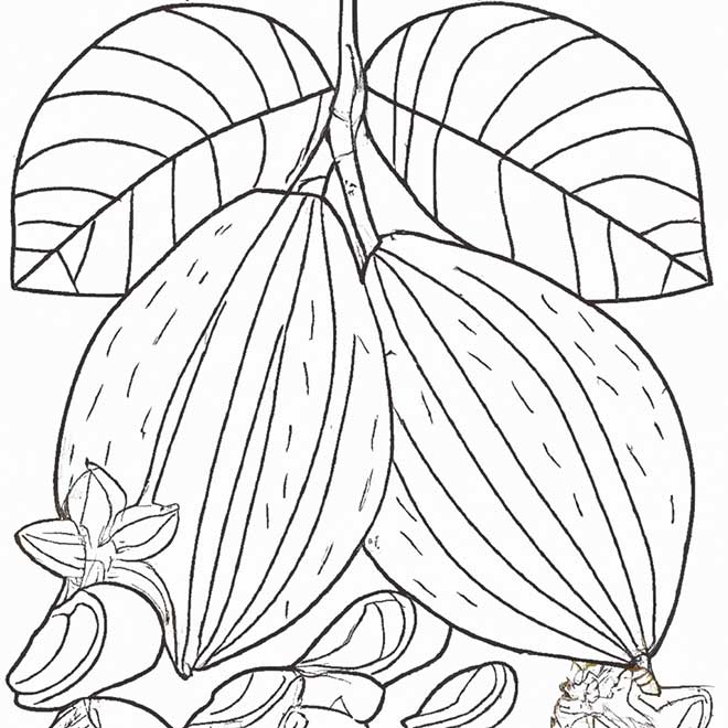 desenhos cupuacu 6429536 2 desenhos cupuacu 6429536 2