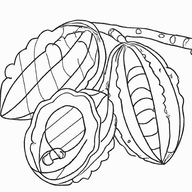 desenhos cupuacu 7636340 2 desenhos cupuacu 7636340 2
