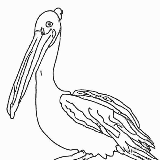 desenhos pelicano 1185677 2 desenhos pelicano 1185677 2