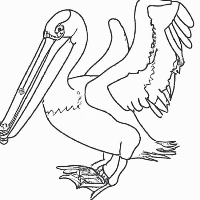 desenhos pelicano 6460122 2 desenhos pelicano 6460122 2