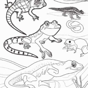 40+ Desenhos de Animais Répteis para Imprimir e Colorir/Pintar
