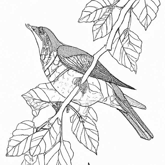 desenhos sabia 3274940 2 desenhos sabia 3274940 2