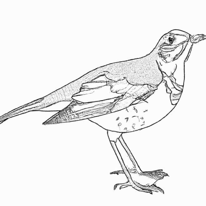 desenhos sabia 5509581 2 desenhos sabia 5509581 2