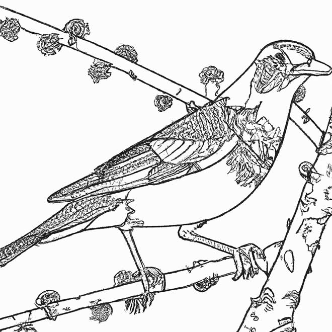 desenhos sabia 6517336 2 desenhos sabia 6517336 2