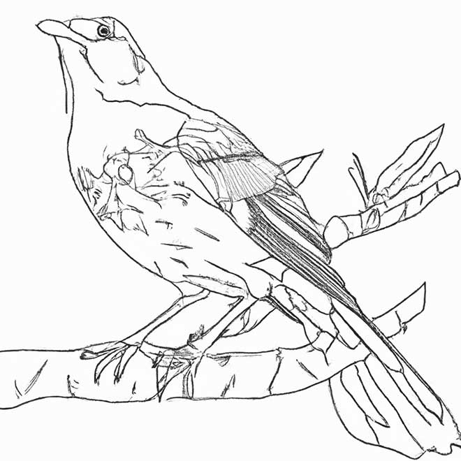 desenhos sabia 6966076 2 desenhos sabia 6966076 2