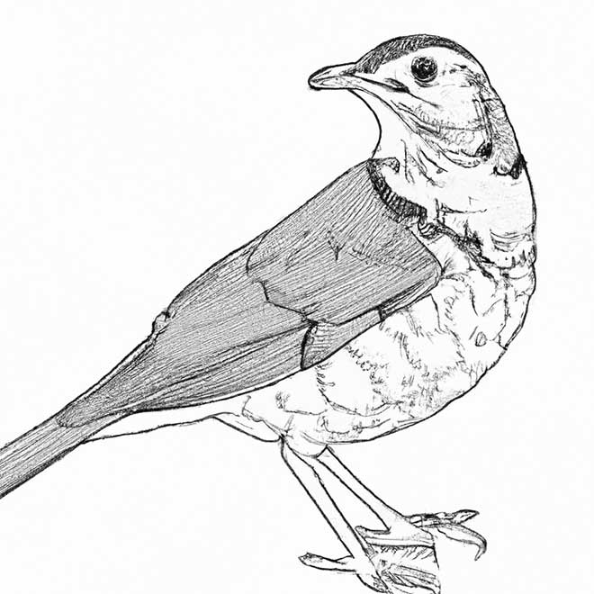 desenhos sabia 9900341 2 desenhos sabia 9900341 2